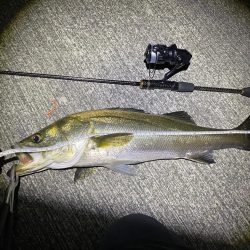 アジングがシーバスになった日