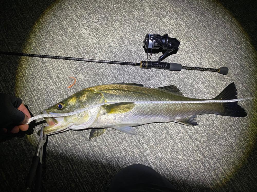 アジングがシーバスになった日