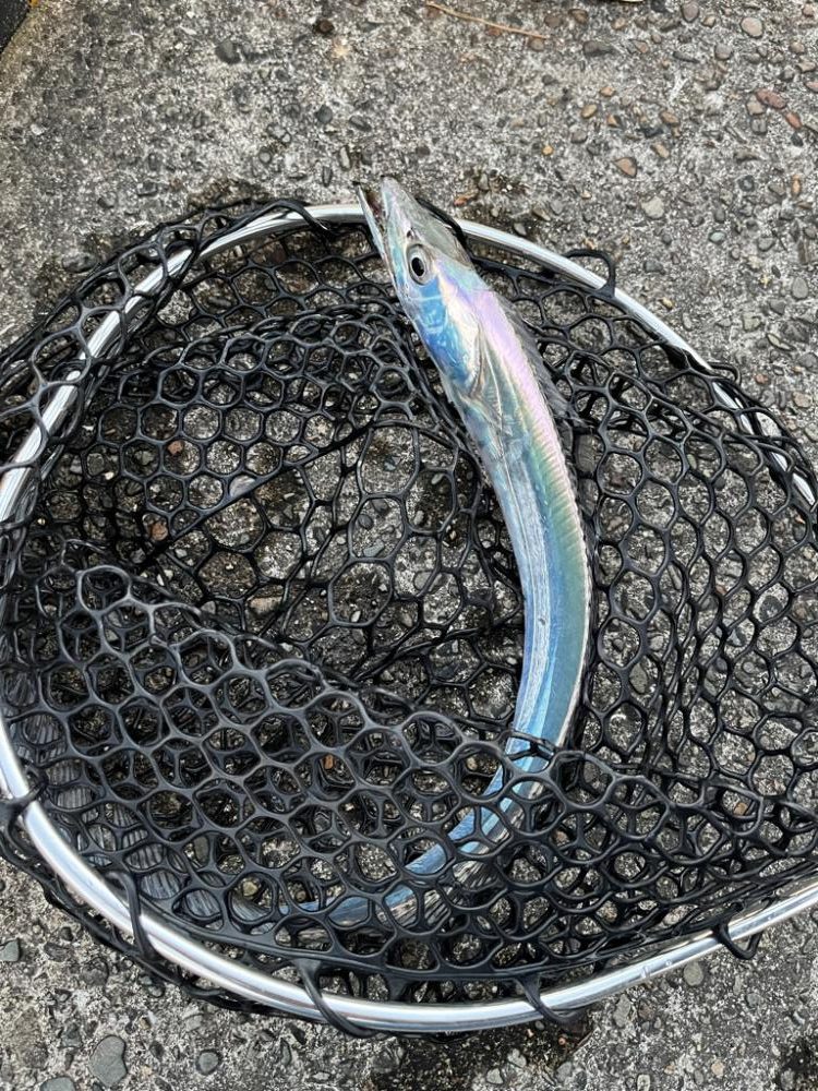 アジングで太刀魚