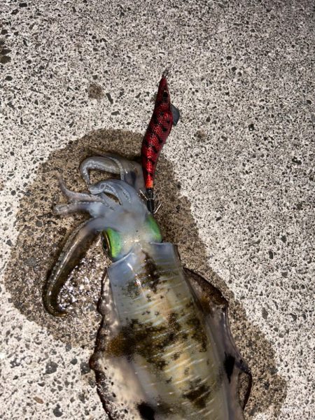 良型狙いナイト撃ち