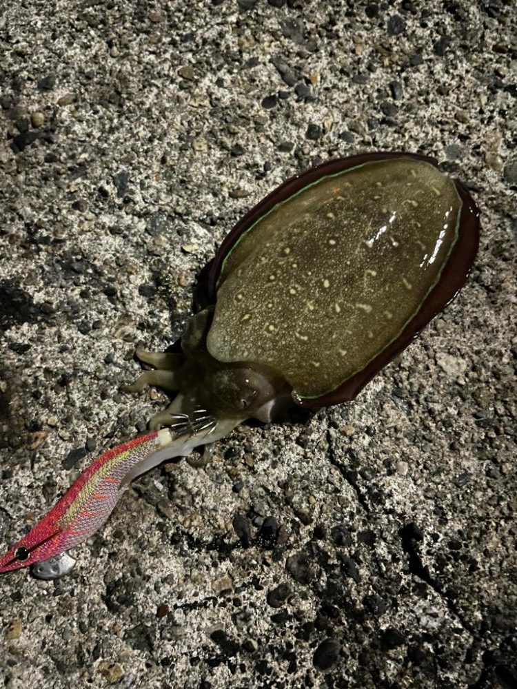 今日はジグメインでついでにアオリ