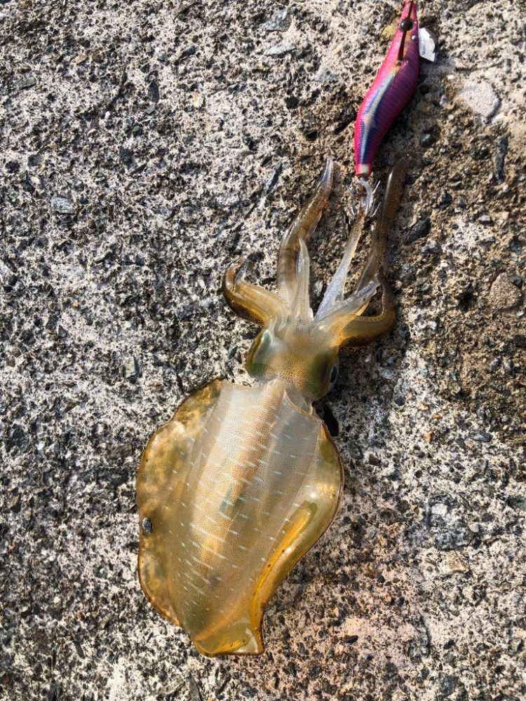 アオリイカです♪