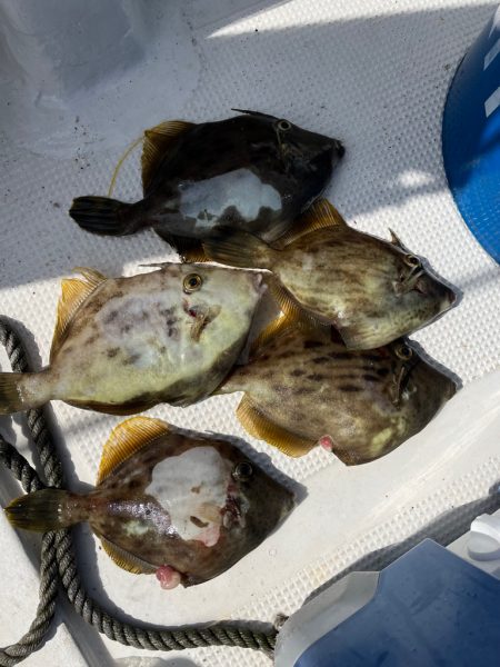 無限タチウオとカワハギ釣りに