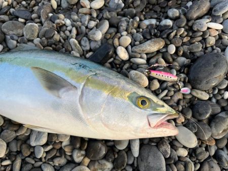 やっぱりマキマキ