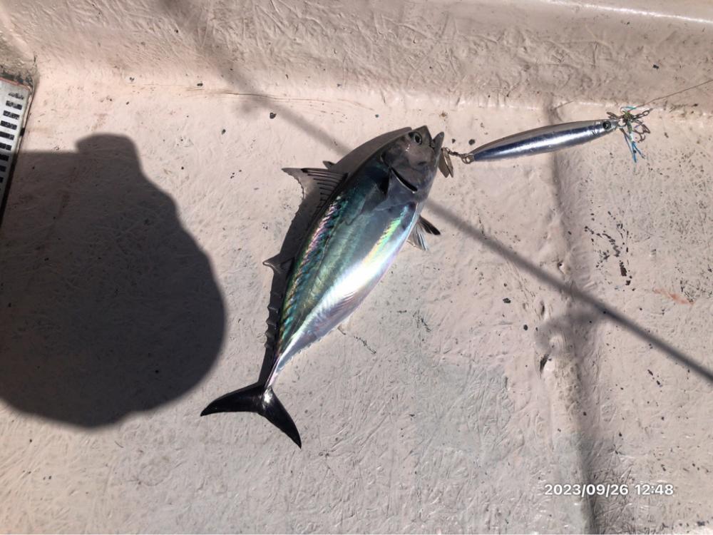 伊島沖ジギング　橘湾ティップラン