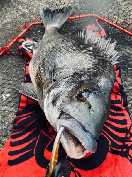 ヘチってきました