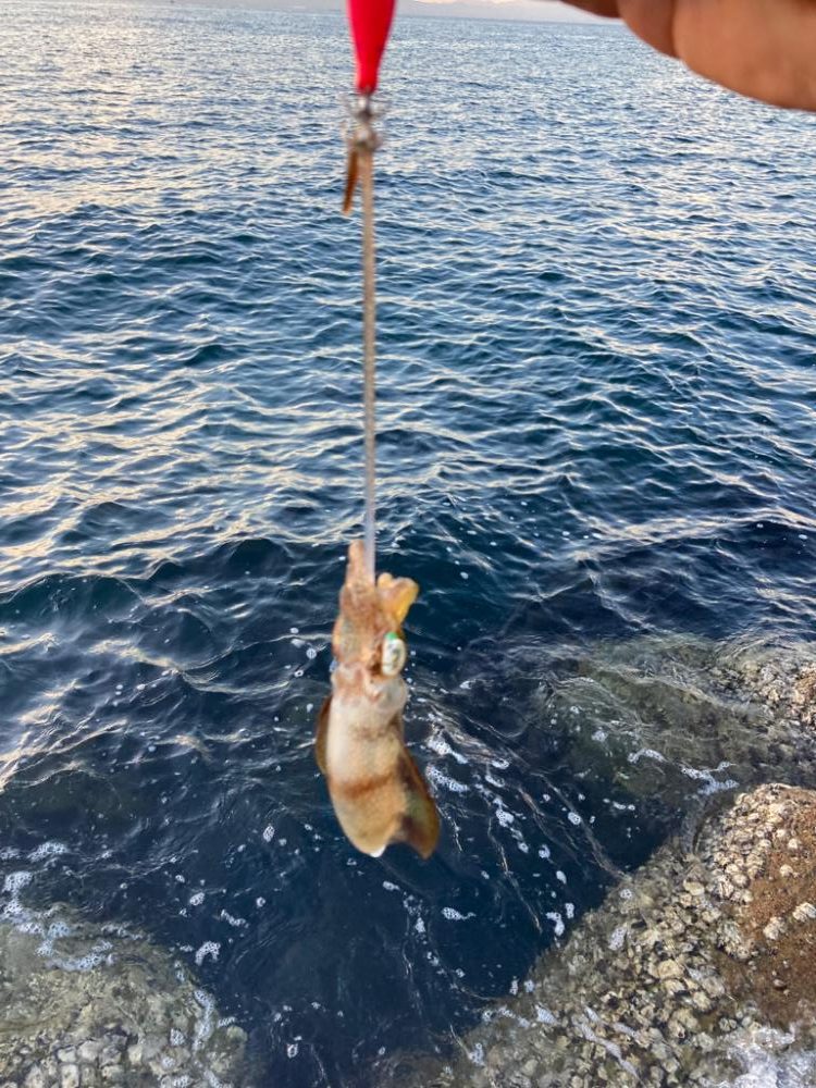 秋イカはまだ早い?