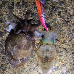 船釣り帰りに寄り道