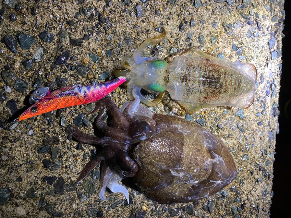 船釣り帰りに寄り道