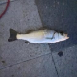 タチウオじゃない!?