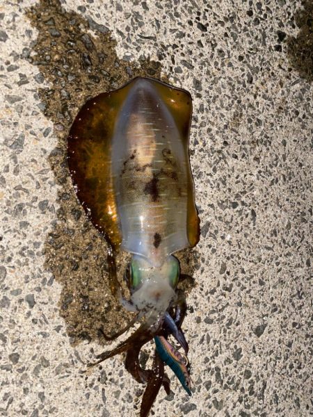 秋イカエギング