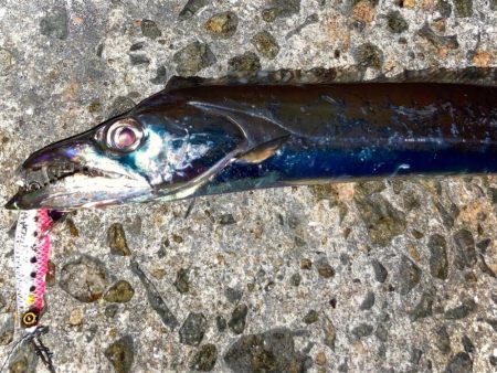 タチウオもジャックアイにゃ！