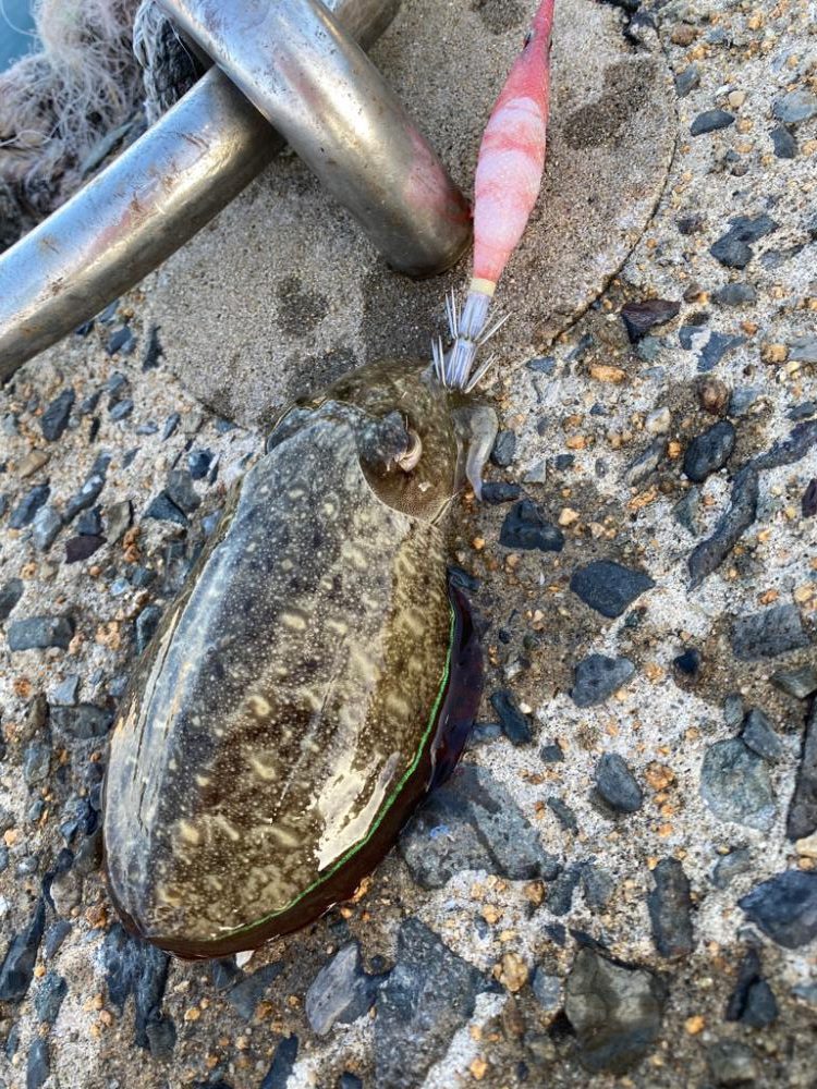 新子調査のはずが、、、