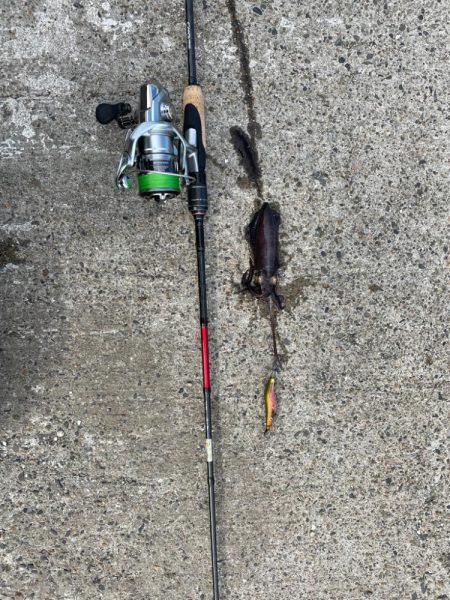 初アオリ初タチウオ