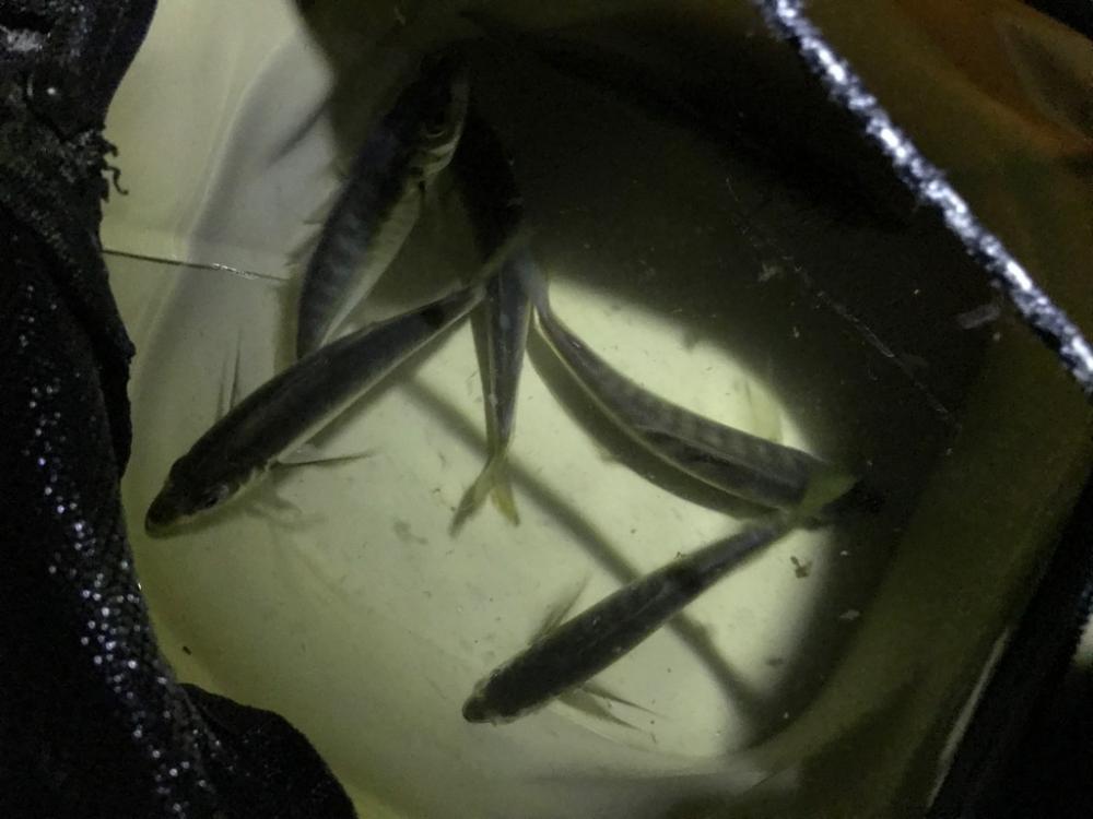 アジ釣り