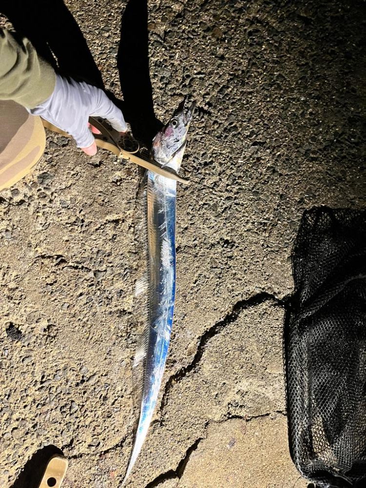 タチウオリベンジ