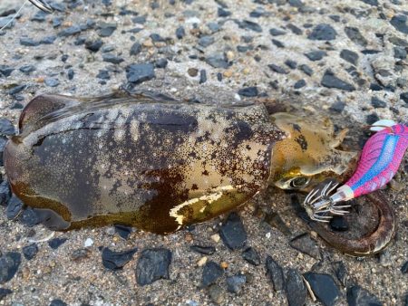 アオリイカ何とか１杯