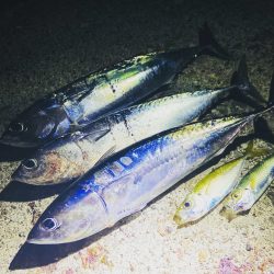 メジカ、アオリイカGET！！