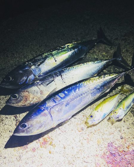 メジカ、アオリイカGET！！