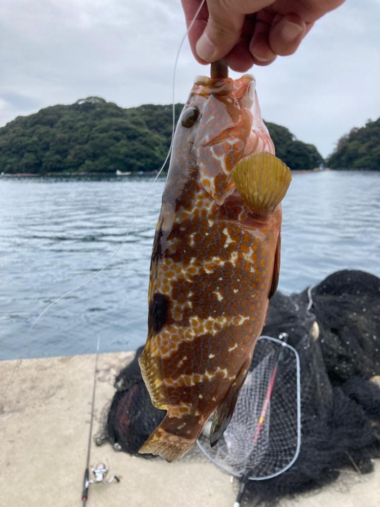 アコウがいいな