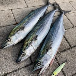 今日も湾奥コスモへ青牙ハットトリック&#x…