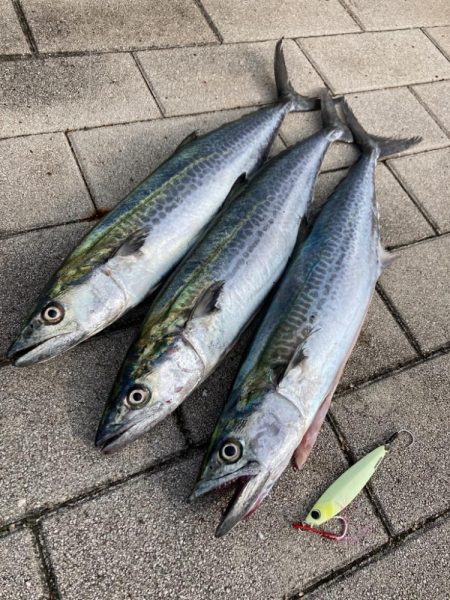 今日も湾奥コスモへ青牙ハットトリック&#x…