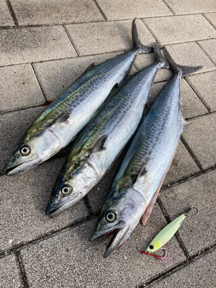 今日も湾奥コスモへ青牙ハットトリック🎶