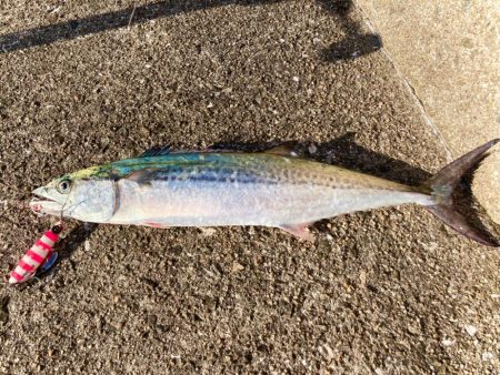 キシイチSPピンク強いにゃ！