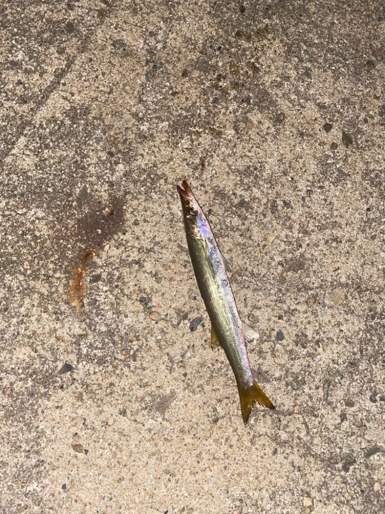 カマスとアオリ