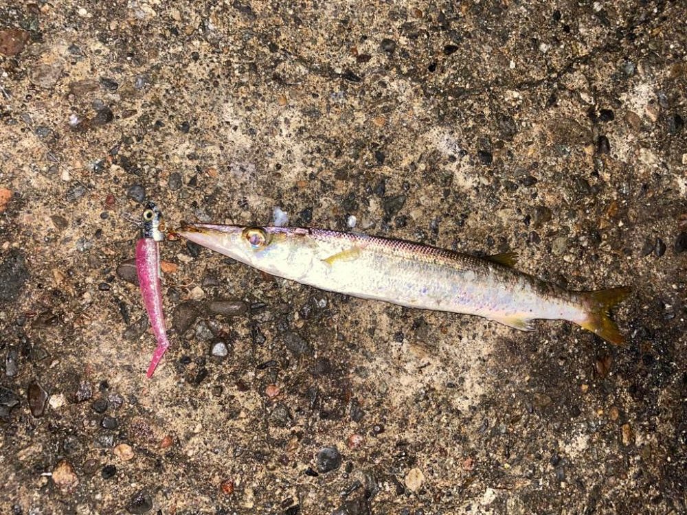 カマスとアオリ