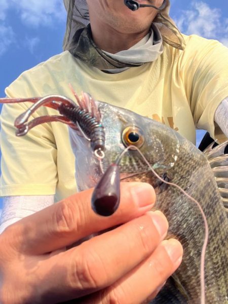 チニング調査 No2