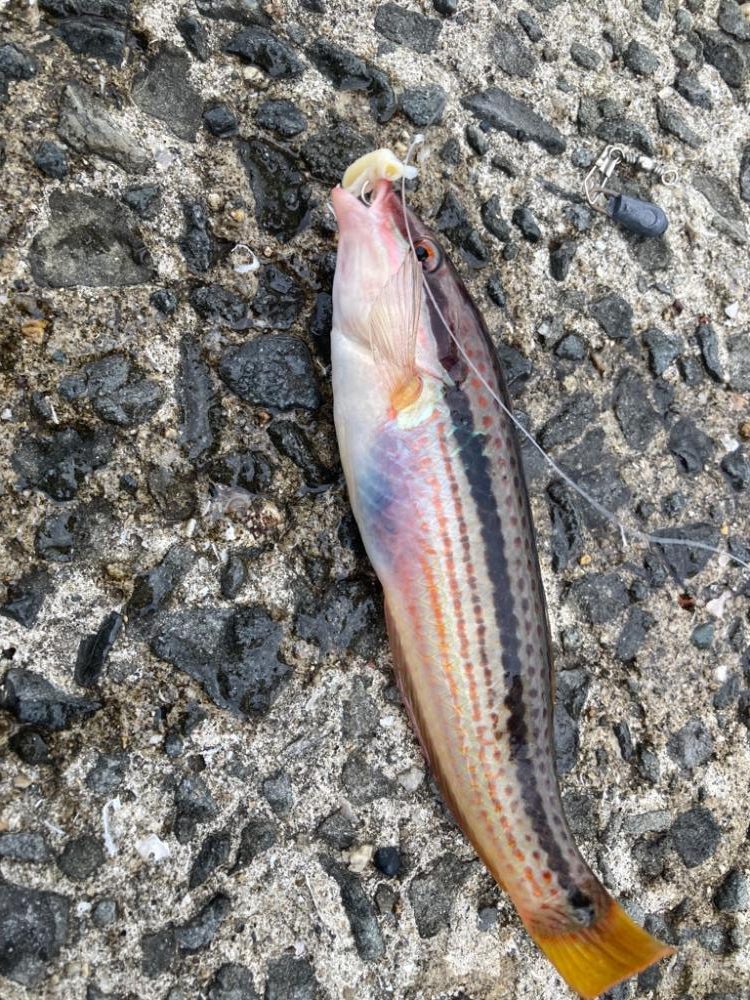 ベラも美味しい