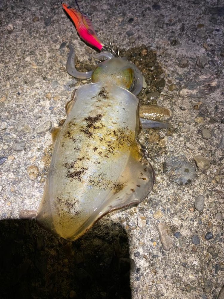 今年初のアオリイカ！