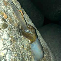 サイズが、、、小さい