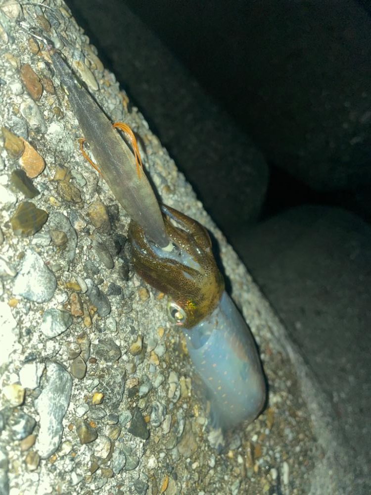 サイズが、、、小さい