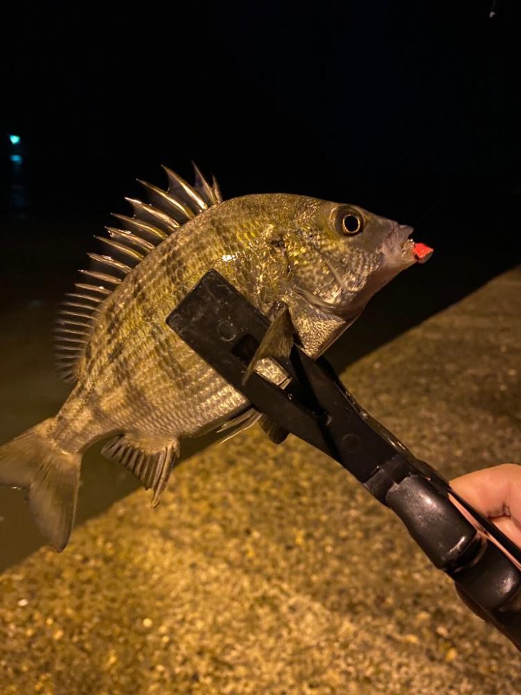 アジング&五目釣り