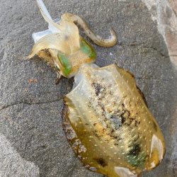 え？今年はアオリイカの当たり年？