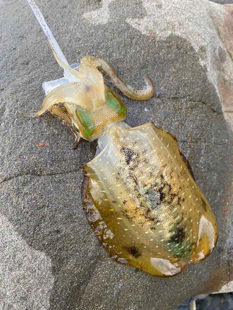 え？今年はアオリイカの当たり年？