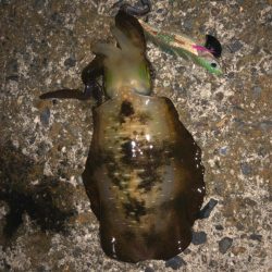 エギング楽しい！