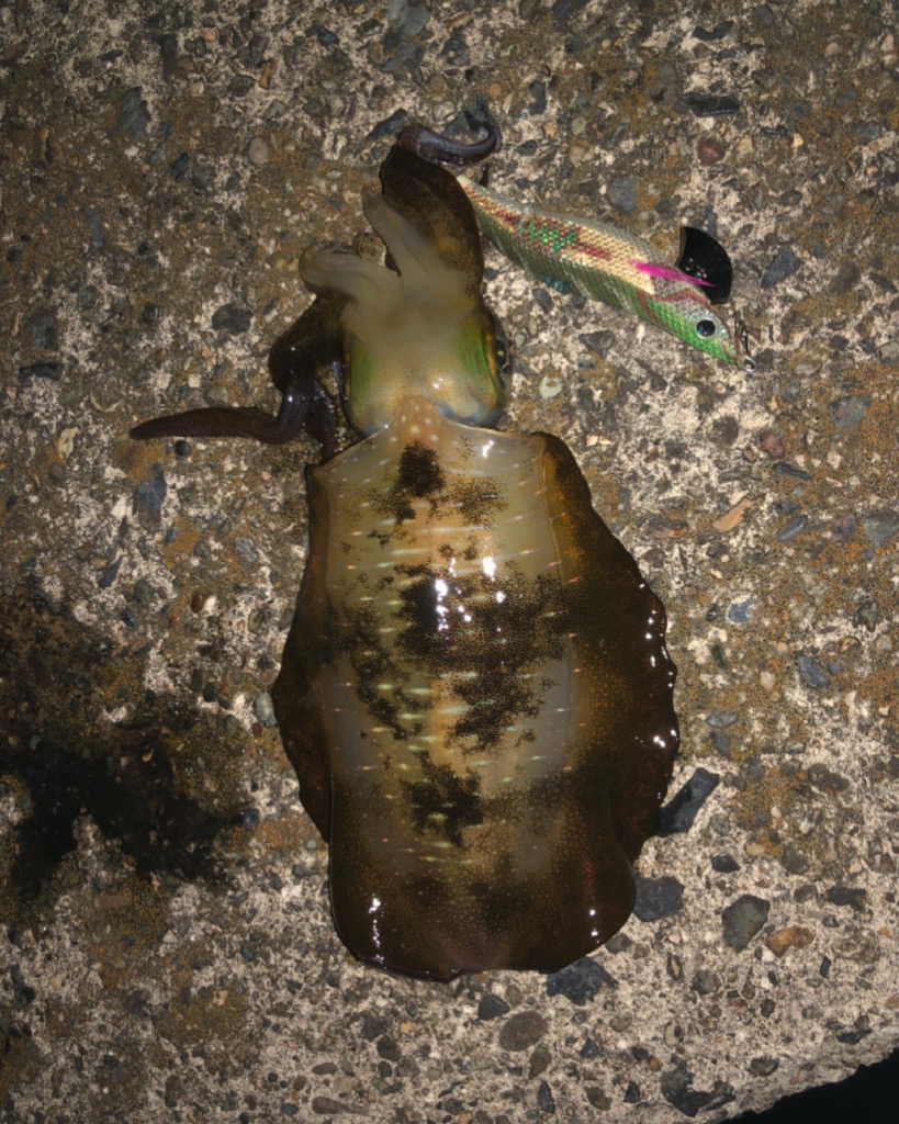 エギング楽しい！