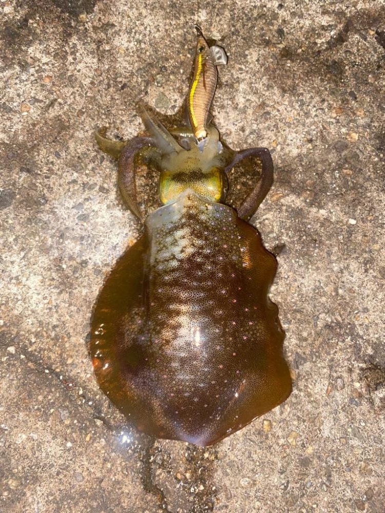エギで太刀魚⁉️