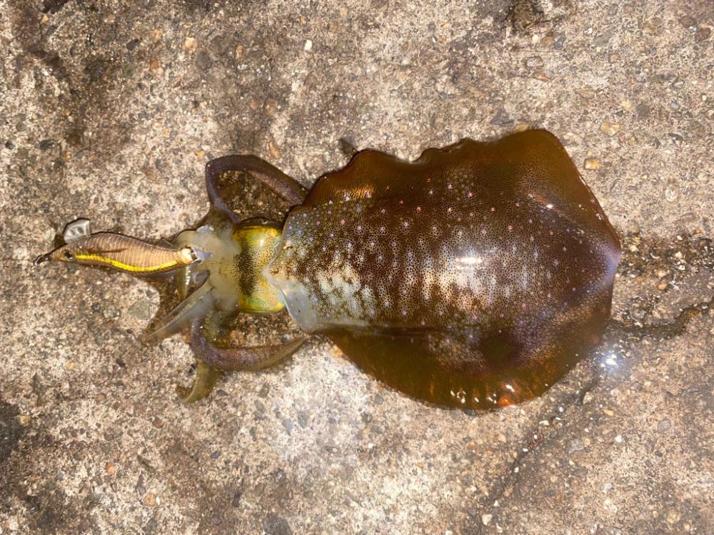 エギで太刀魚⁉️…