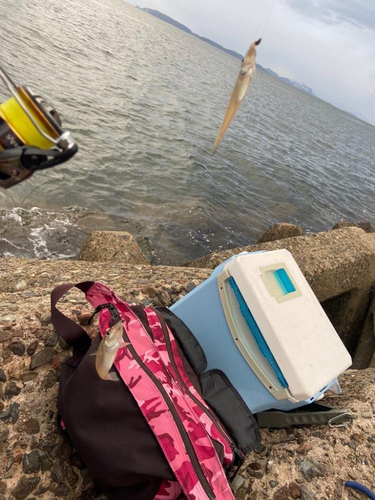 ちょい投げシロギスタの憂鬱