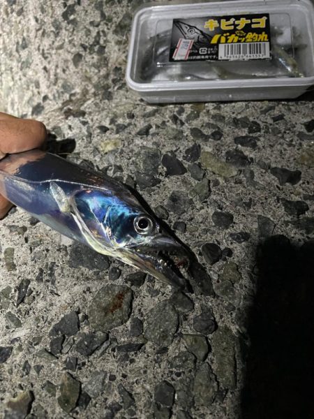 太刀魚のサイズUP！！