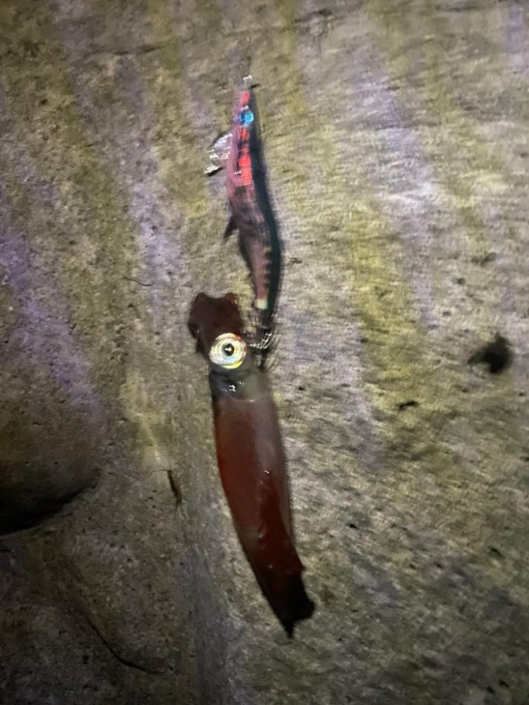 タチウオ不発からの秋エギング開幕〜