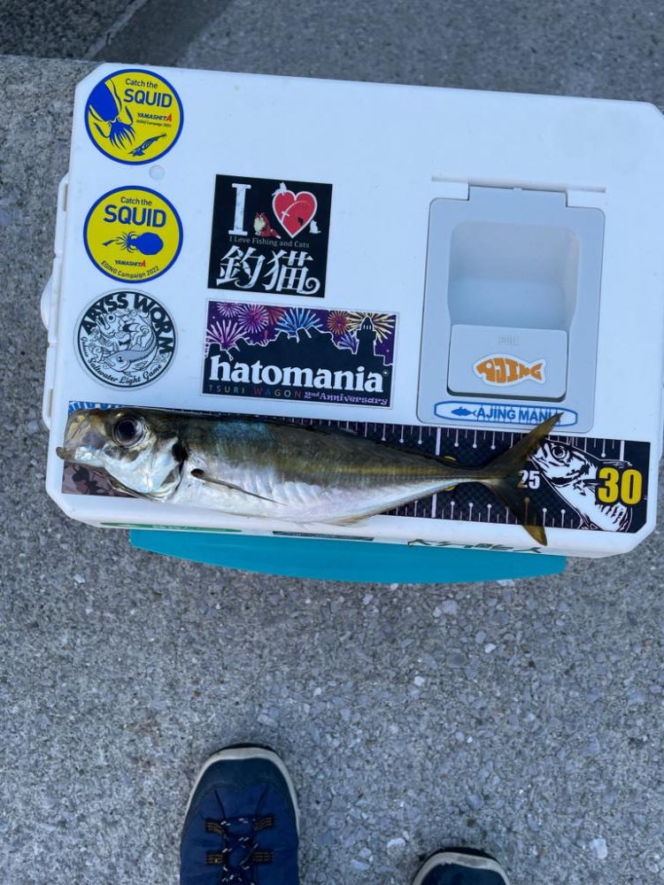 アジ後、カマス祭り