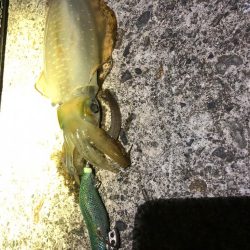 【尾鷲エリア】新子調査