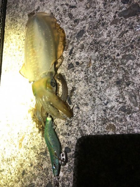 【尾鷲エリア】新子調査