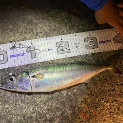 今日はサバの日？