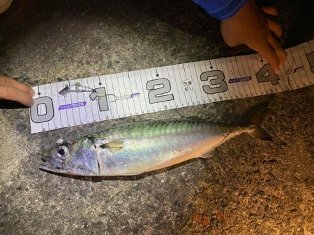 今日はサバの日？